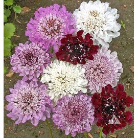 Pincushion or Scabiosa Mixed Seeds - 280 Imperial Mix Seed - Non GMO - Neonicotinoid-Free