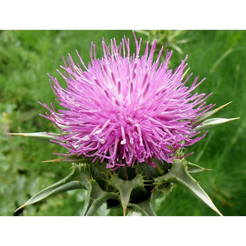 22Day Seeds: Seeds Milk Thistle/Blessed Milkthistle/Purple Blessed/Non GMO/Heirloom