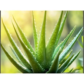 100% Pure ALOE VERA LEAVES - 8oz. ORGANIC Barbadensis - Medicinal Natural Healing.
