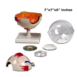 Vision Scientific VBM-B14 Elementary and High School Learning Package | Set of Three Human Anatomy Models, Eye, Ear and Skin | W Manual & Carrying Case