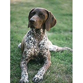 QAZWSX German Shorthaired Pointer Dog Diamond Painting by Number Kits, Dog Puppy DIY 5D Full Round Drill Embroidery Cross Stitch for Adults for Home Decor 12X16 inch