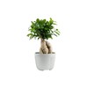 Costa Farms Bonsai Miniature Tree Live Plant in Decorative Pot,