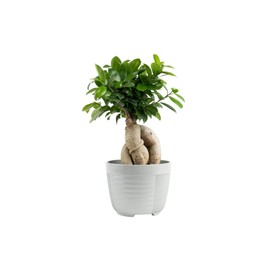 Costa Farms Bonsai Miniature Tree Live Plant in Decorative Pot, Indoor Houseplant, Perfect for Home, Room, or Office Decor, Great House Warming or Birthday Gift, 7-10 Inches Tall