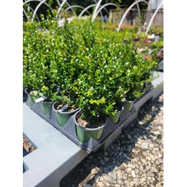 Steeds Japanese Holly Tree - Live Plant - (1 QT)