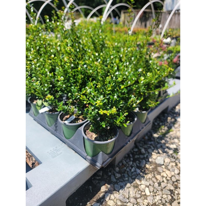 Steeds Japanese Holly Tree - Live Plant - (1 QT)