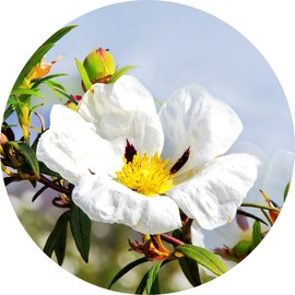 Living Libations Labdanum Absolute, 2.5ml