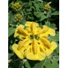 Buy Rare Seeds Phlomis fruticosa | Shrubby Jerusalem Sage |