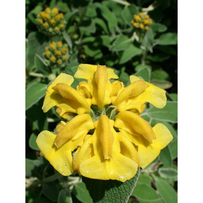 Buy Rare Seeds Phlomis fruticosa | Shrubby Jerusalem Sage |