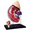 4D Master Human Anatomy Kidney Model Kit, One Color