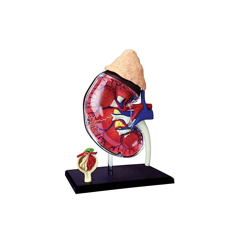 4D Master Human Anatomy Kidney Model Kit, One Color