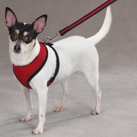 Casual Canine Mesh Dog Harness