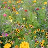 Mountain View Seeds 100571 Shady Wildflowers, Assorted
