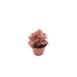 Red Polka Dot Plant - 3'' from California Tropicals