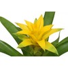 Bromeliad Yellow -4'' from California Tropicals