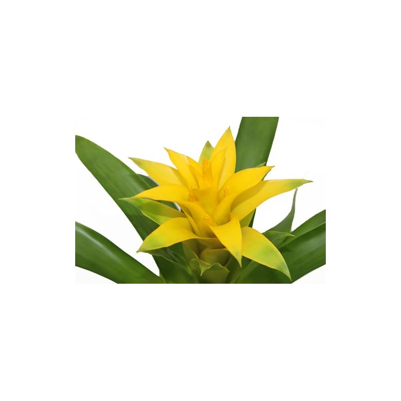 Bromeliad Yellow -4'' from California Tropicals