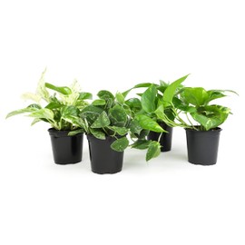 Live Pothos Plants (4PK) Indoor Plants Live Houseplants, Pothos Live Plant House Plants, Money Plant Indoor Pothos Plant Decor, Devils Ivy Trailing Plants Live by Plants for Pets,Black
