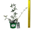 Lady Banks White Rose Bush Live Plant Heirloom Thornless Antique