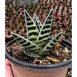 Tiger Aloe (Aloe variegata) - Live Plant - Attracts Hummingbirds - Vibrant Orange, Pink, or Red Flowers