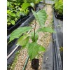 No Brand American Persimmon Tree - Live Plant 6-12" -