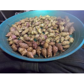 Grab Bag Of Variety of Sunchoke Tubers - Jerusalem Artichoke small SEED Tubers (Organic) Sunchokes (20)