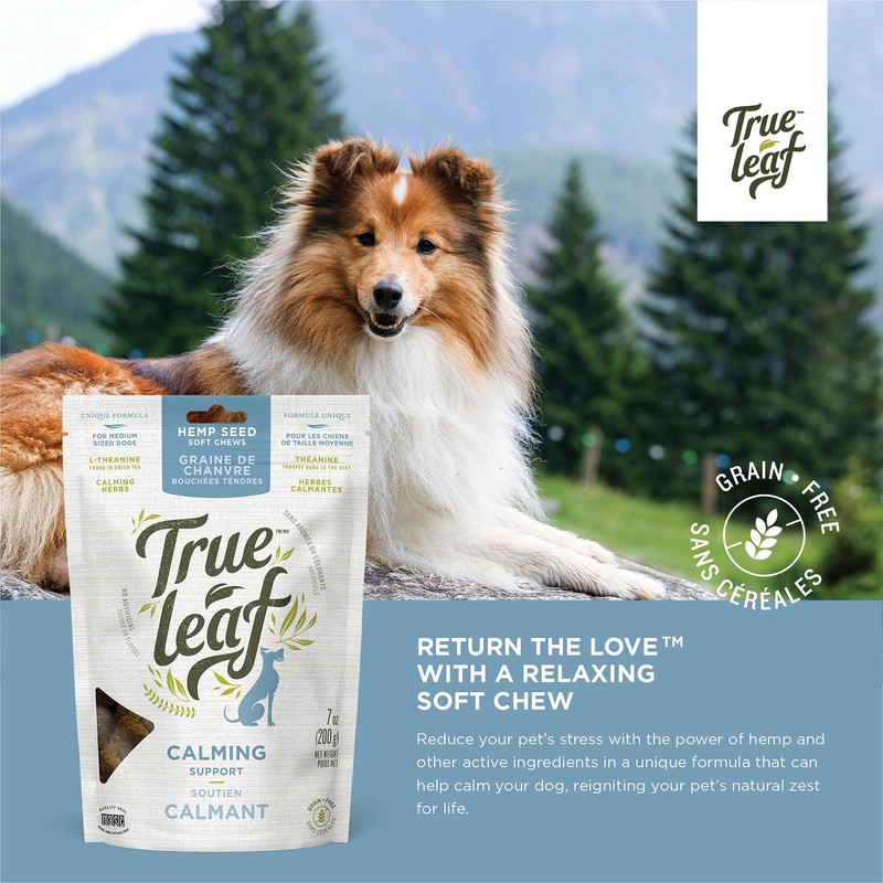True Leaf Calming Support Chew 200G