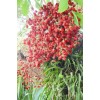 Buy Rare Seeds Cyrtostachys renda | Red Sealing Wax &