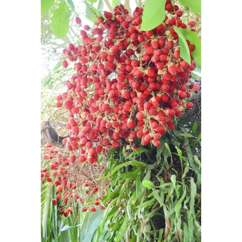 Buy Rare Seeds Cyrtostachys renda | Red Sealing Wax &
