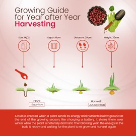 schone Onion Sets Electric – 250 Grams – Over Wintering Autumn Planting Onion - Great Addition to Your Salads – Sweet Flavour – for Your Beautiful Vegetable Garden, Red