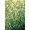 Chinese Silvergrass, Adagio Miscanthus, Dwarf Maiden Grass (Landscape, Green, Silver,