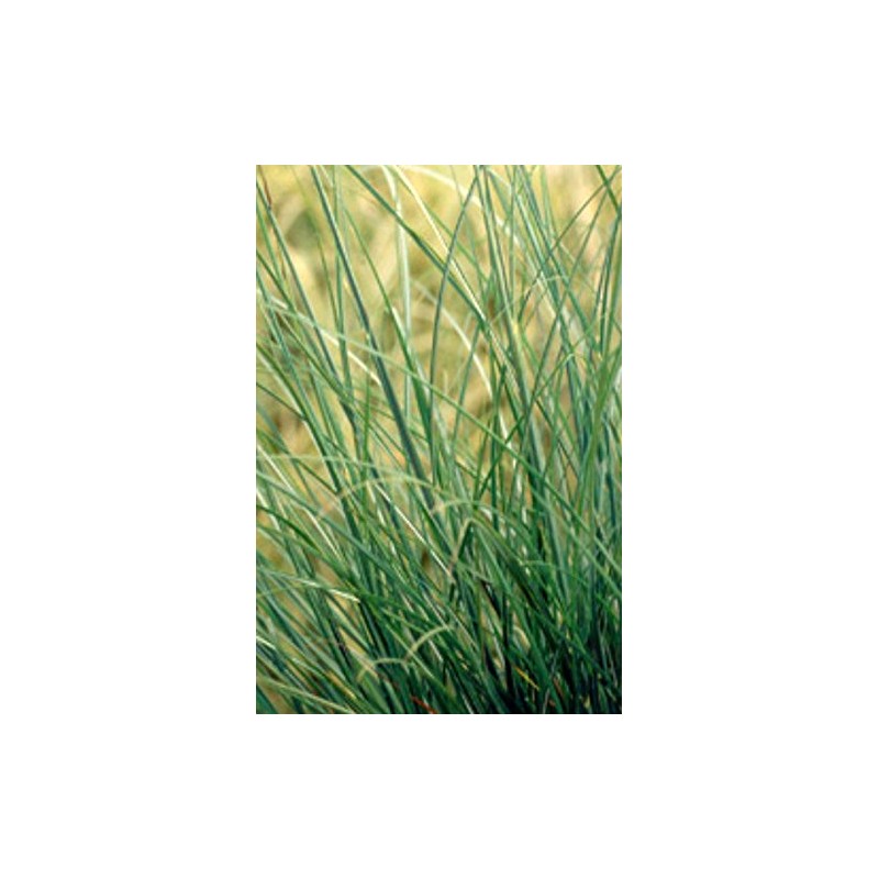 Chinese Silvergrass, Adagio Miscanthus, Dwarf Maiden Grass (Landscape, Green, Silver,