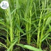 KS 200+ pcs TRIPLE-STEM WATER SPINACH SEEDS, Ong Choy, Kangkong,