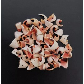 Unbranded Luhuanus Spiral Sliced  Seashell Beads 2 oz.