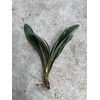 Clivia 1 Clivia Miniata Bush Lily Orange Flowers Live Plant