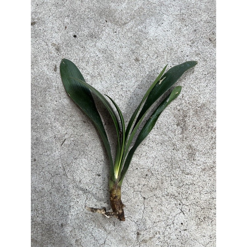 Clivia 1 Clivia Miniata Bush Lily Orange Flowers Live Plant