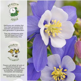 Seed Needs, Blue Star Columbine Seeds - 2,500 Heirloom Seeds for Planting Aquilegia caerulea - Open Pollinated Perennial Flowers to Attract Butterflies & Bees (1 Pack)