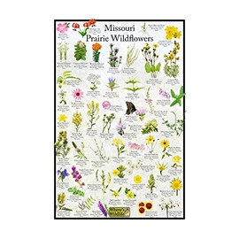 Missouri Prairie Wildflower Identification Chart | Picture ID Poster for Common Flowers (8" x 12")