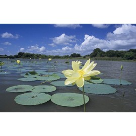 "American Lotus" Aquatic & Pond Flower Seeds for Planting, 2 Seeds Per Packet, (Isla's Garden Seeds), Non GMO & Heirloom Seeds, Scientific Name: Nelumbo Lutea, Great Gift