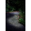 LIGHT IT! By Fulcrum, 20033-107 LED Garden and Path Light,