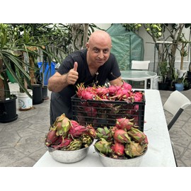 Cactus 9 Delicious Dragon Fruit  cuttings 8-14 inches long check The Description ￼ ￼