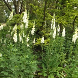 Outsidepride Foxglove White - 5000 Seeds