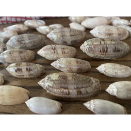 Lettered Olive Seashells (10) Sanibel Island, FL