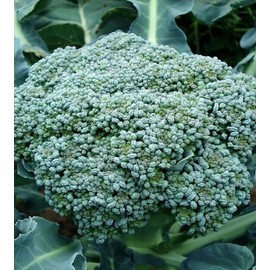 Mai's Family 2000 SEEDS Waltham 29 Broccoli Seeds - NON-GMO