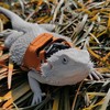 3 Pack Bearded Dragon Harness and Leash Set - Adjustable