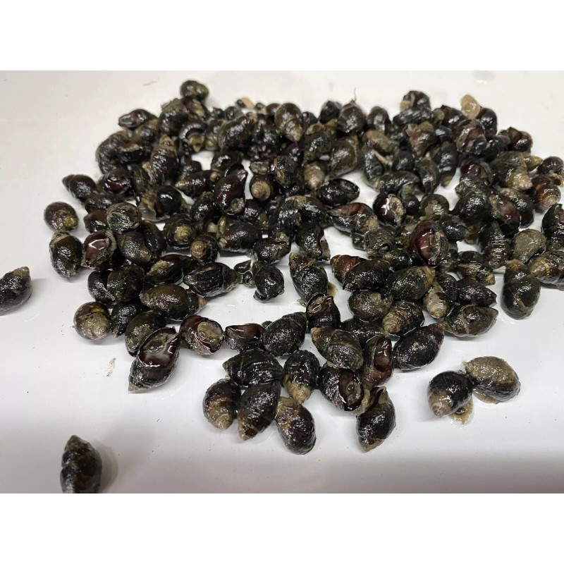 50 Nassarius Saltwater Snails Fish Tank Aquarium Filter Sump Cleaner