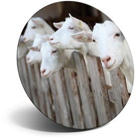 Destination Vinyl ltd Magnet for Refrigerator, Fridge - Cute White Goats Goat for Office, Cabinet and Whiteboard, Magnetic Stickers, 44815