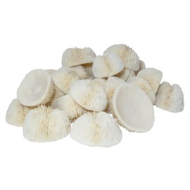 U.S. Shell, Cupped Mushroom Coral, 1 to 2 inches, 1"-2"