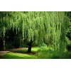 CZ Grain 2 Bright Green Weeping Willow Cuttings Wisconsin Weeping