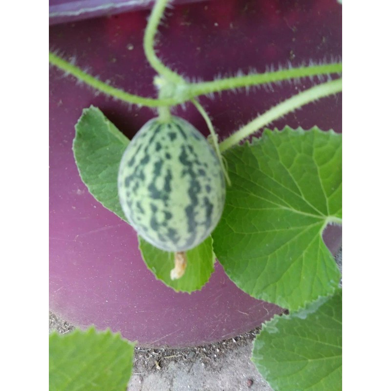 Unbranded PLUM GRANNY Melon-HEIRLOOM