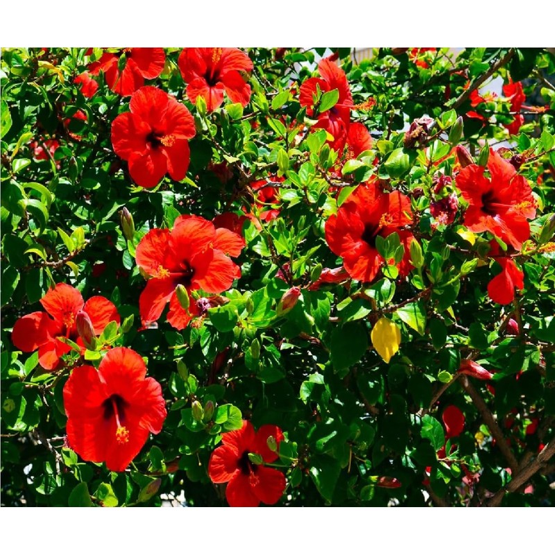 Red Hibiscus From Hawaii 2 Pack