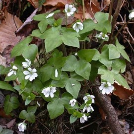 Pretty Little Orchids (3) Sharped-Lobed Hepatica (Hepatica Acutrloba)